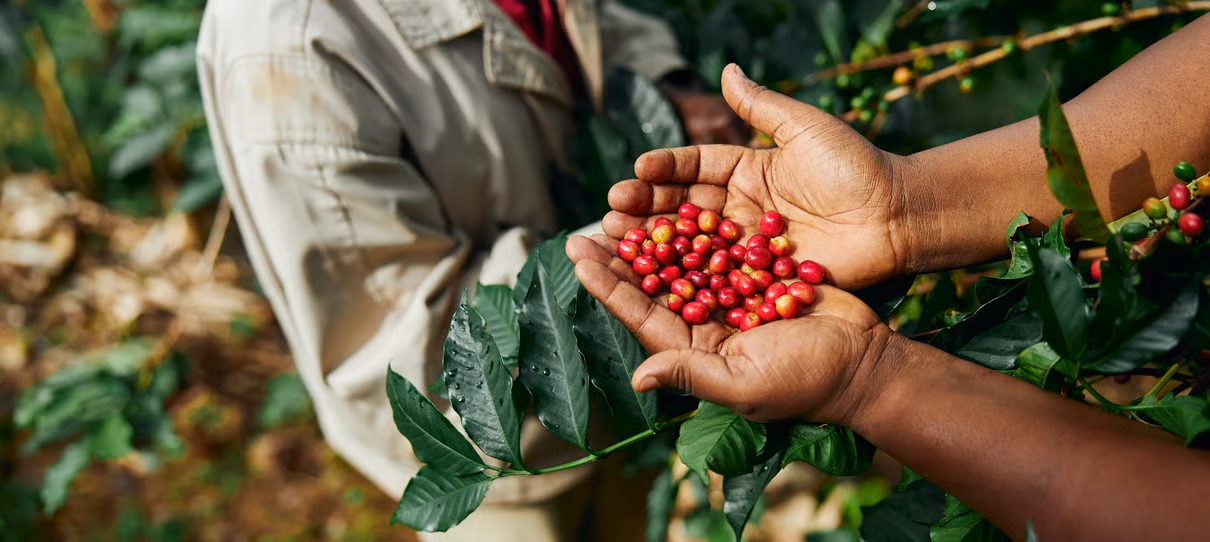 ES - Coffeeberriessustainability