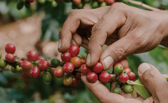 ES coffee berries