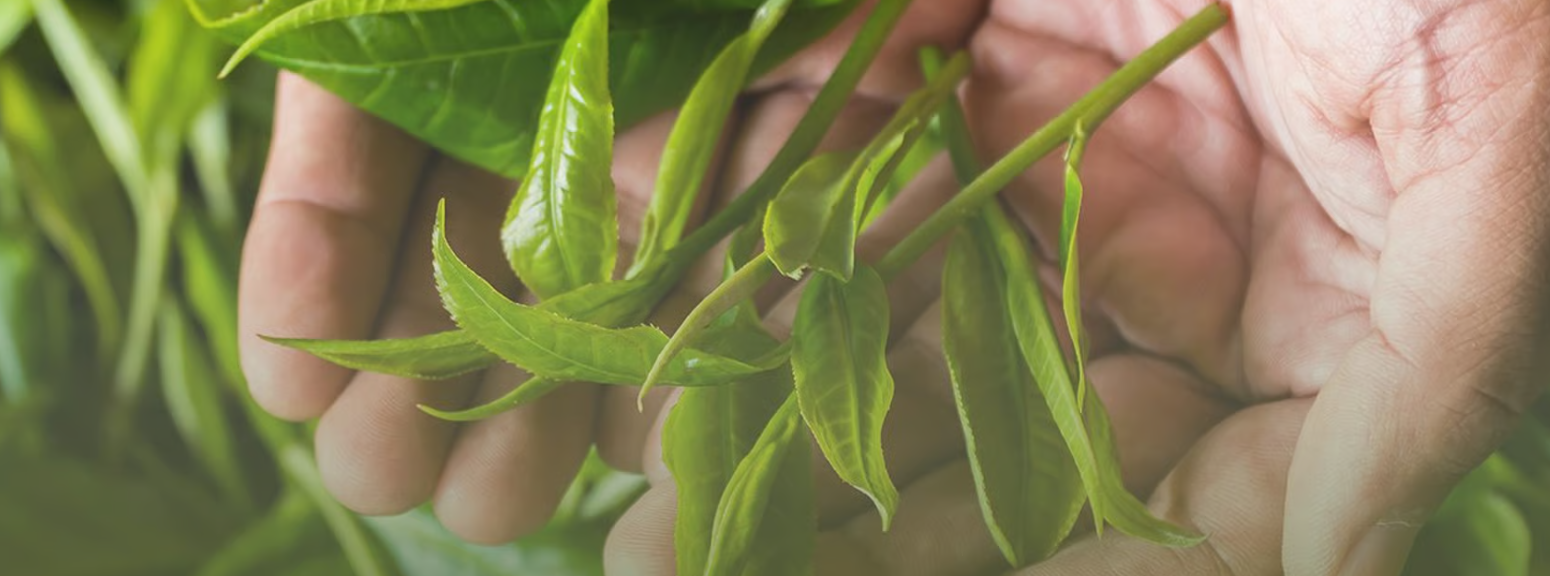ES sustainable tea