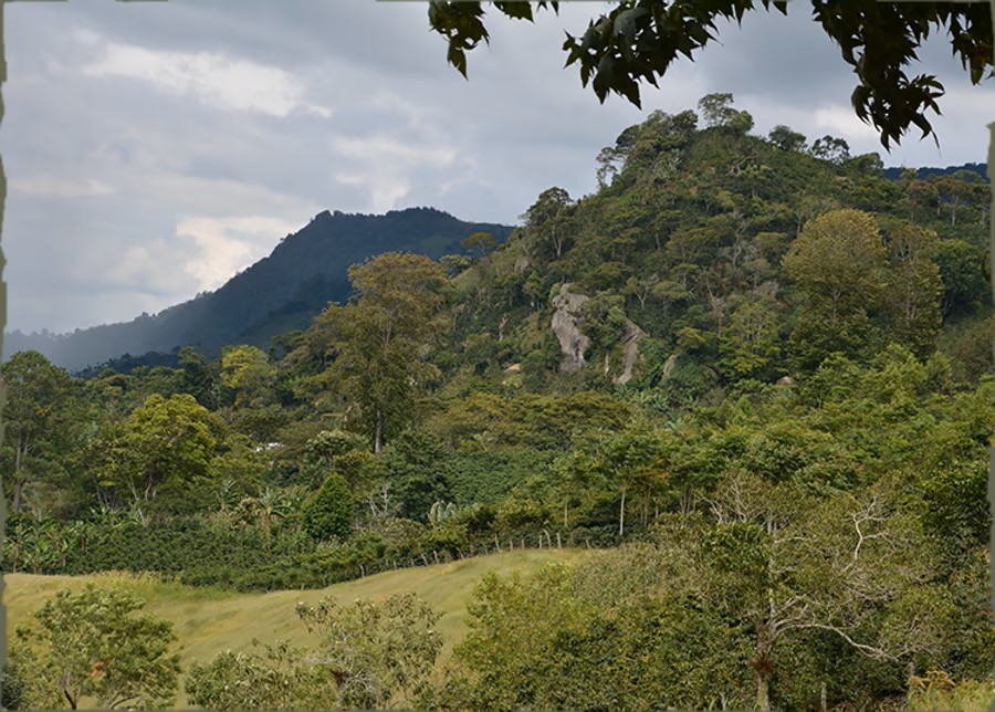 ES-honduras-coffee-landscape